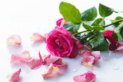 Close-up of pink roses