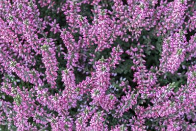 Close-up of purple flowering plants