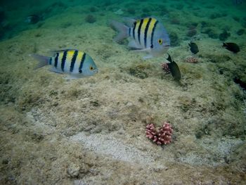 View of fishes swimming in sea