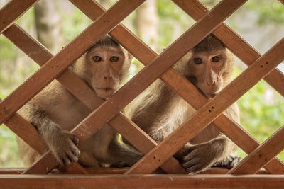 Long-tailed macaques sit looking through wooden trellis