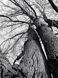 Low angle view of bare trees