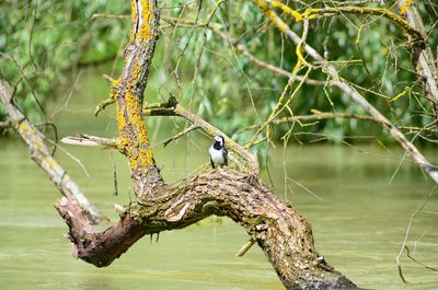 Bird perching on tree by danube river