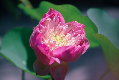 Close-up of pink rose flower