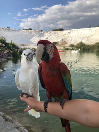 Two birds perching on a lake