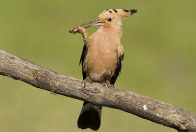 Close-up of bird perching on branch