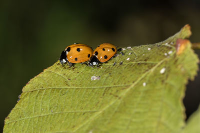 Close-up of ladybug on leaf