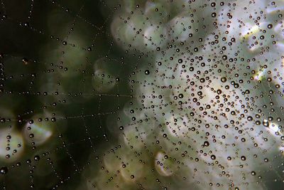 Close-up of wet spider web during rainy season