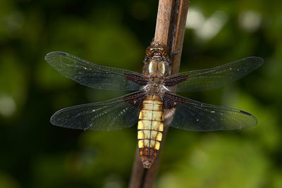 This close up macro image of a female broad bodied chaser dragonfly shows details