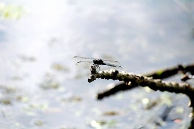 Close-up of insect