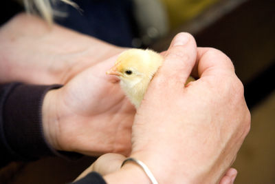 Close-up of a hand holding young bird