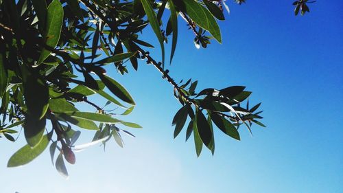 Low angle view of bird perching on tree against sky