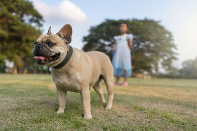 Close-up of dog running on field