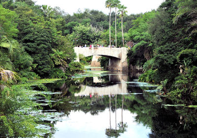Arch bridge over lake in forest