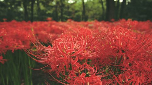 Close-up of red flowers in forest