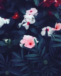 Close-up of pink flowers