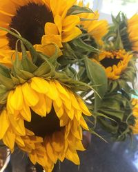 Close-up of sunflower blooming outdoors