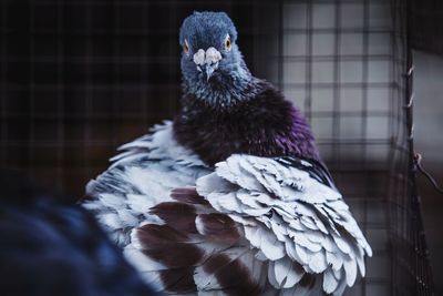 Close-up of bird perching on wall