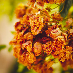 Close-up of yellow flowering plant during autumn