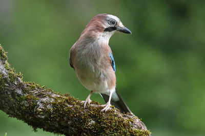 Close-up of bird perching on branch