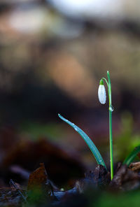 Close-up of dew drops on plant