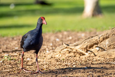 Close-up of an australasian swamphen porphyrio melanotus in a park walking towards the camera