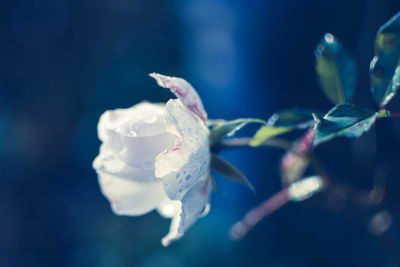 Close-up of flower blooming outdoors