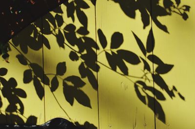 Close-up of leaves