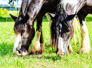 Gypsy horse grazing in a field