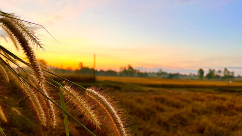 Close-up of wheat growing on field