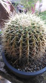 High angle view of succulent plant