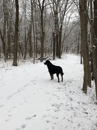 Dog standing on snow covered field