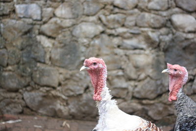 Close-up of a bird