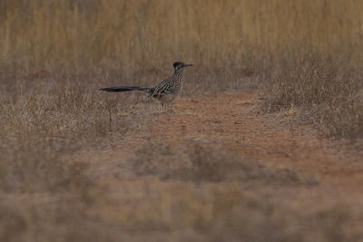 Bird perching on land