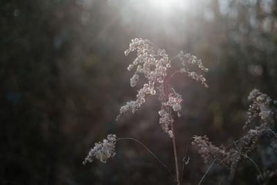 Close-up of frozen plant on land