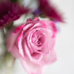 Close-up of pink rose