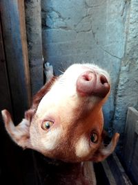 Close-up portrait of dog