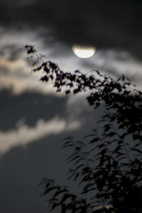 Close-up of plant against moon at sunset