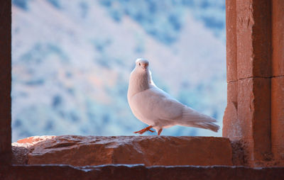 White dove