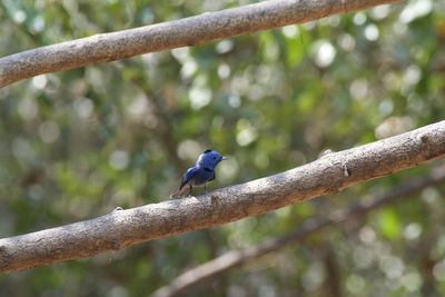 Bird perching on branch