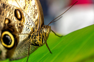 Close-up of butterfly