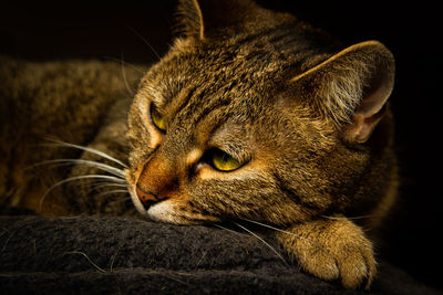 A tabby cat is lying on the scratching post