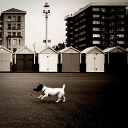 Dog running on road by beach huts and buildings against sky