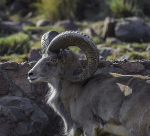 Close-up of goat