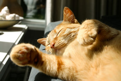 Close-up of cat sleeping