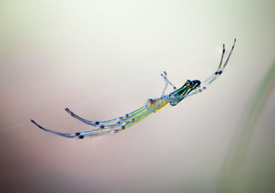 Close-up side view of spider and web against blurred background