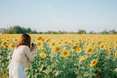 Rear view of woman photographing yellow flowers on field