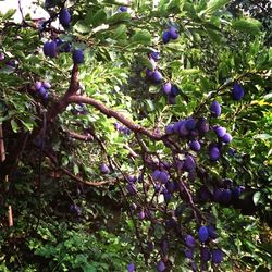 Low angle view of flowers on tree