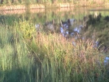 Plants growing in lake