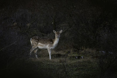 Portrait of deer standing at zoo