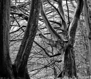 Bare trees in forest